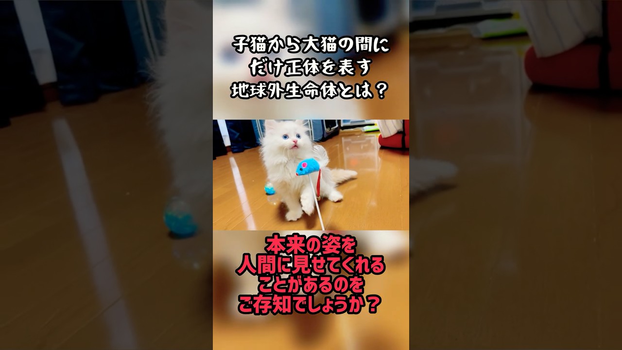 猫は宇宙から来た！？本当の姿がヤバ過ぎた #猫 #子猫 #ラガマフィン #メインクーン