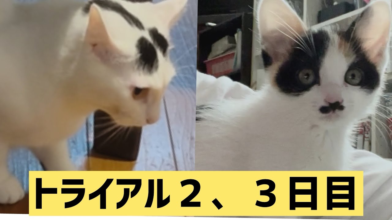 保護猫トライアル２日目、３日目。二匹の距離感。#保護猫 #ねこ ＃ミルねーさん#きなこ#猫のいる暮らし