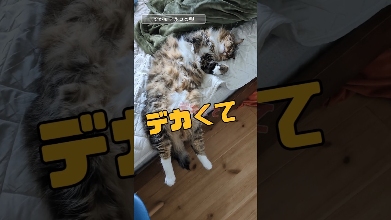 でかモフネコの唄 #メインクーン #猫のいる暮らし
