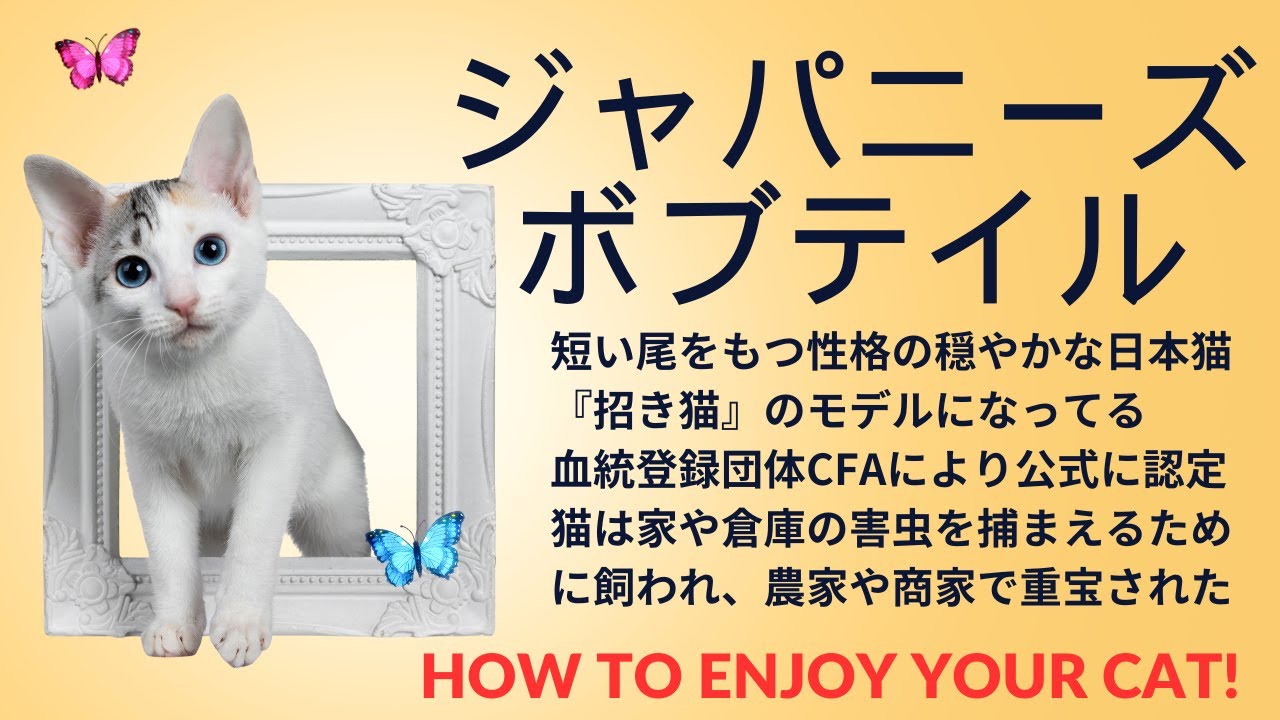ジャパニーズボブテイルは性格の穏やかな短い　『招き猫』のモデルでもあり尻尾を持った猫　日本猫の一種　血統登録団体CFAにより公式に認定　#ジャパニーズボブテイル　#ねこ　#shorts