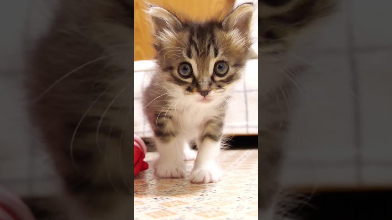 猫じゃらしよりカメラが気になる子猫が突進してくる【赤ちゃん猫　保護猫】 #gatto #kitten #子ネコ #cat #meow