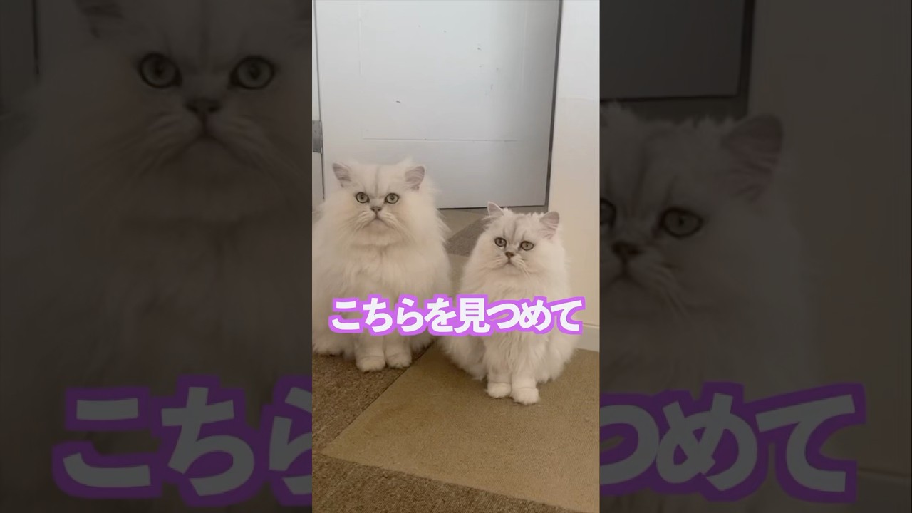 コチラを見つめて固まる猫　　#ペルシャ猫  #猫 #cat