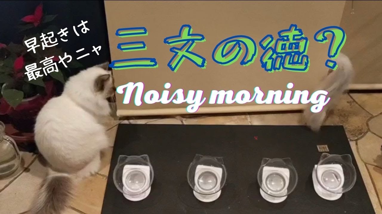 バーマンたちの朝は早い【三文の徳？】Noisy morning （バーマン猫）Birman/Cat