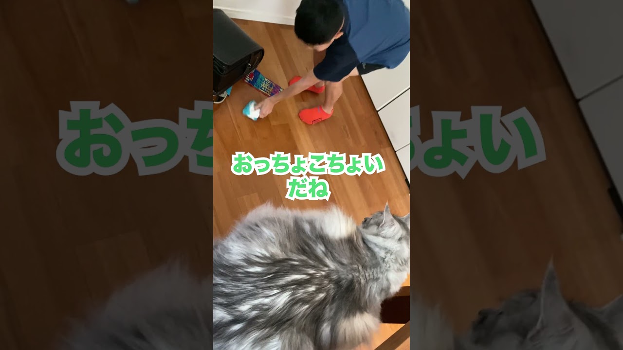 ズボン反対にはいちゃった。心配げに見守る大型猫#メインクーン#shorts