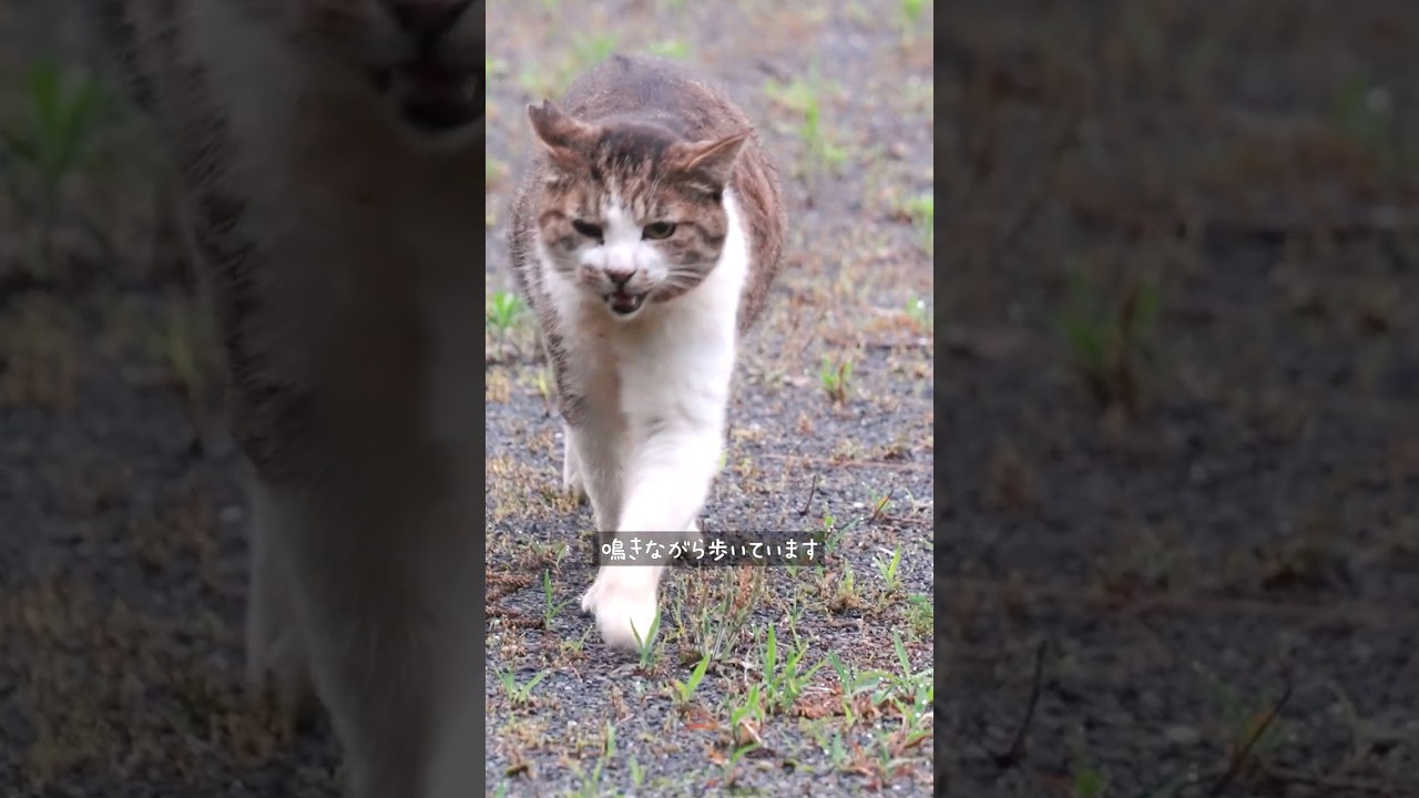 公園に捨てられ鳴きながら寄ってきた猫