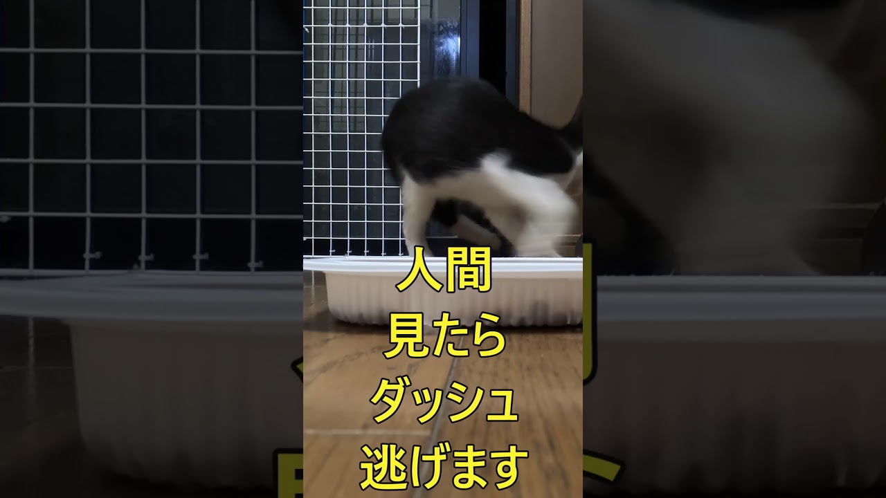 保護するまでの餌付け作戦中の様子2【子猫兄弟の思い出映像】#黒猫#ハチワレ #子猫 #仔猫 #保護子猫 #子猫保護 #保護猫