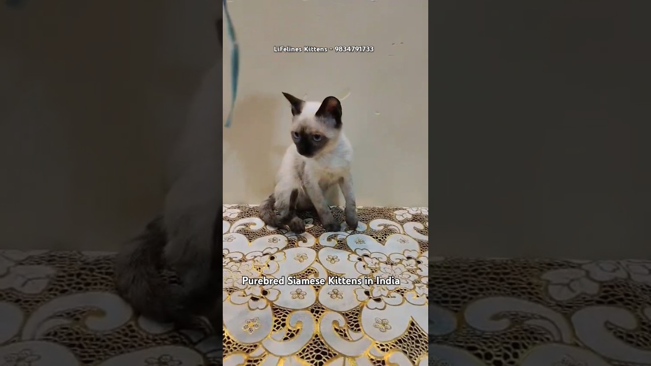 Pure Siamese Cat & Kittens #mumbai #siamese #newdelhi #bangalore #cat #shorts #viralvideo #kolkata