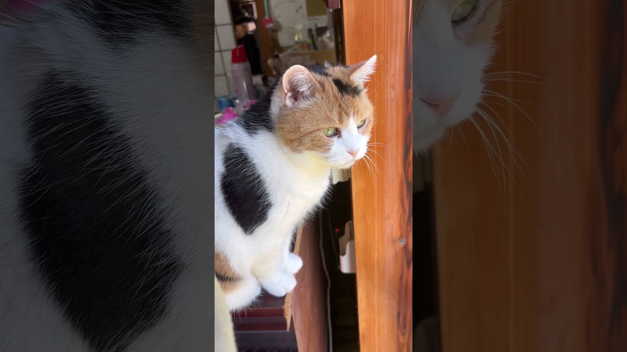 【三毛猫】昼間も真剣な表情のミケ
