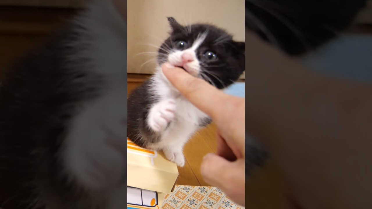 バスの中からママの指を狙う子猫#gatto #kitten #子ネコ #meow