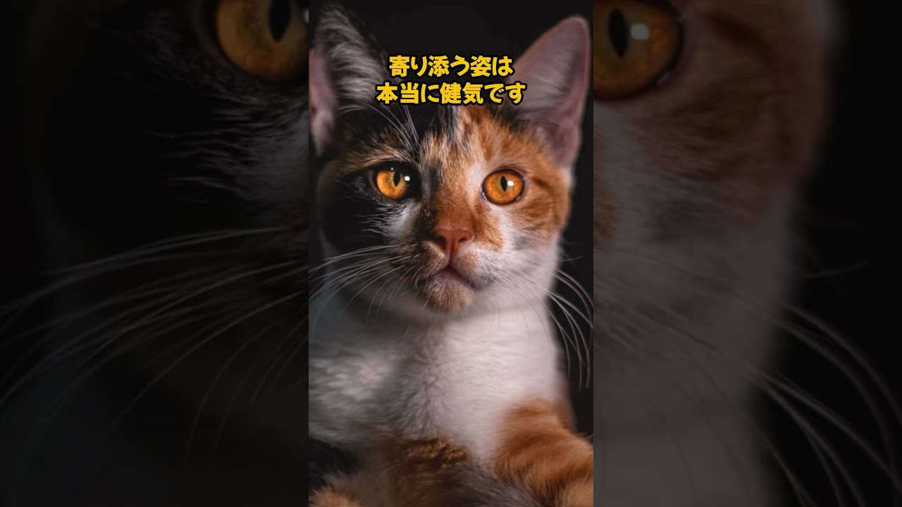 猫の秘密！？ #猫動画 #cat #ねこのいる幸せ #猫のいる暮らし #猫好き