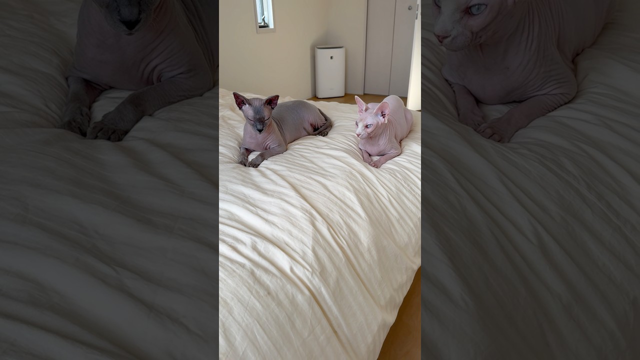 いつも一緒に居る毛のない猫たち【スフィンクス】