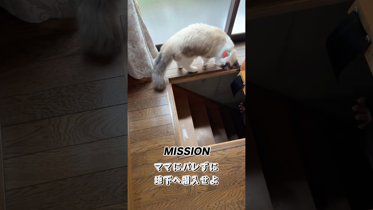 巨大猫、潜入任務に挑む　#猫 #cat #ラグドール