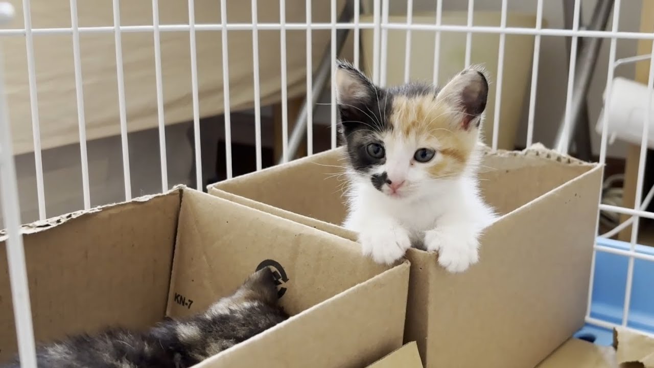 寝床で一緒に寝たい仲良しの子猫