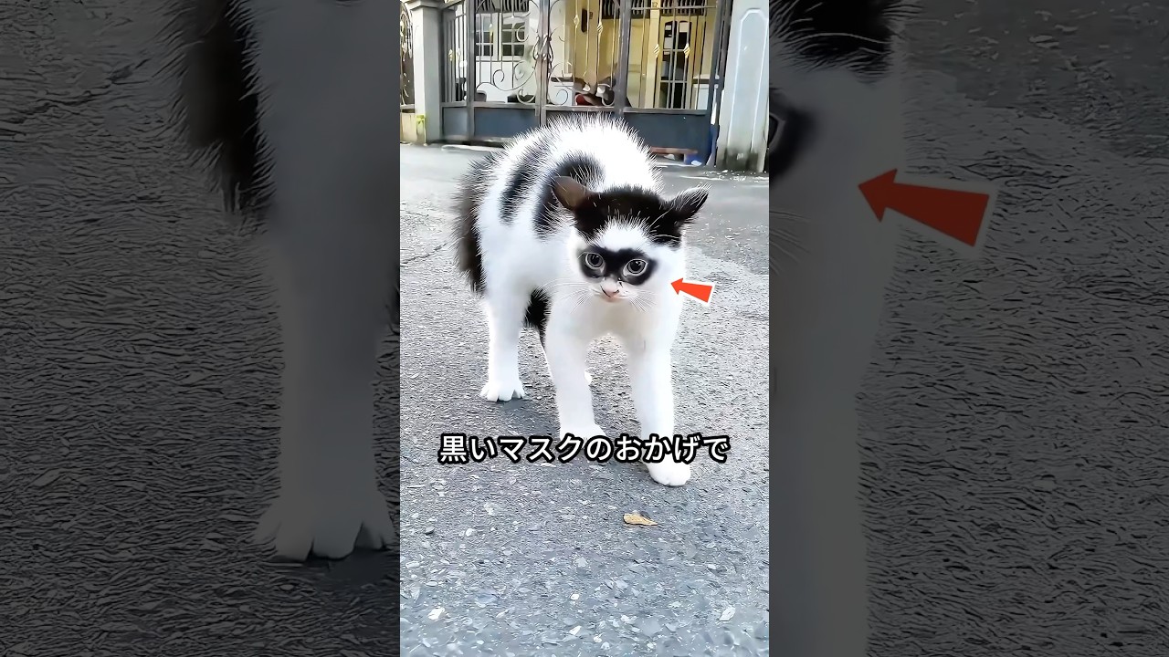 ネットユーザーがゾロにそっくりな猫に夢中になった