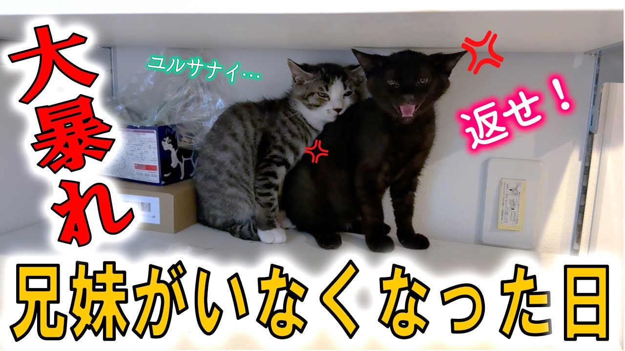 大乱闘の末、保護子猫ガウ＆あくちゃんトライアルへ