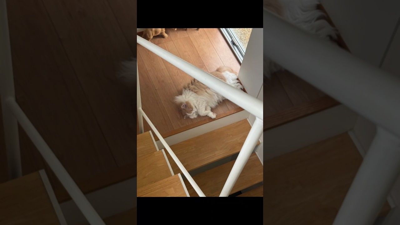 【猫のいる暮らし】#cat #ペルシャ #猫 #スコッティッシュフォールド #もふもふ