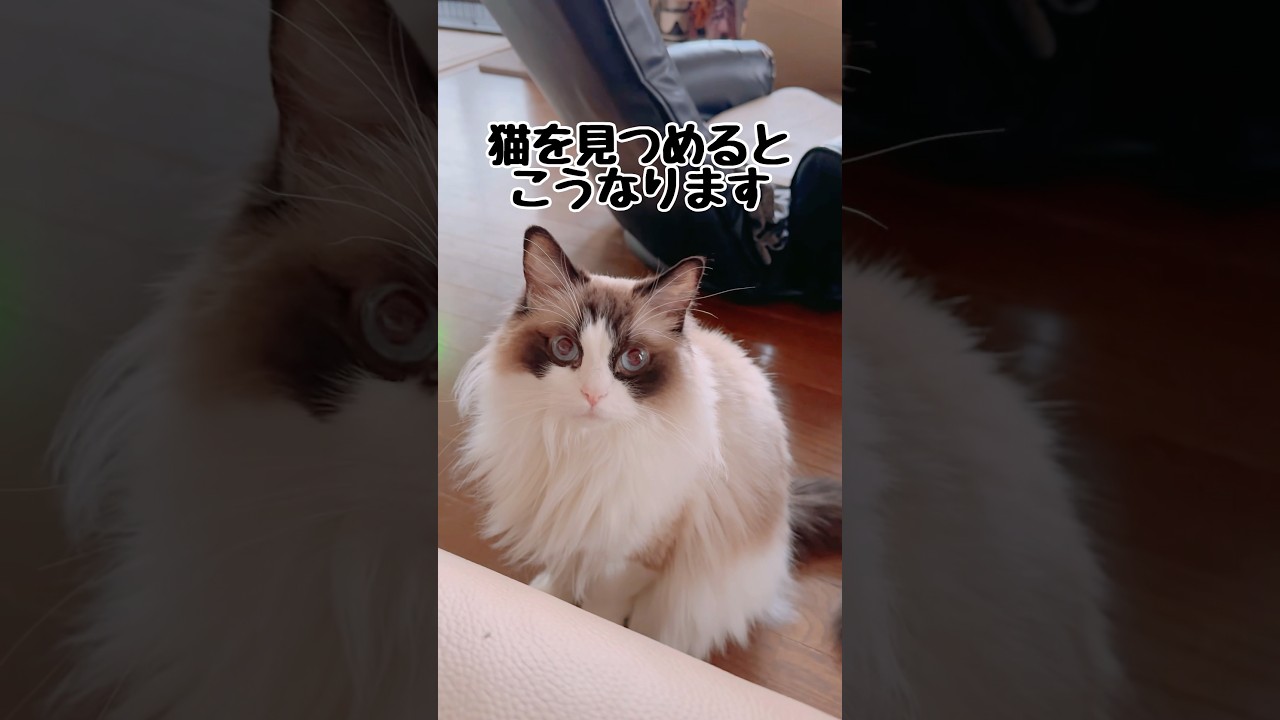 【猫を見つめるとこうなります】#猫 #猫のいる暮らし #ラグドール#shorts