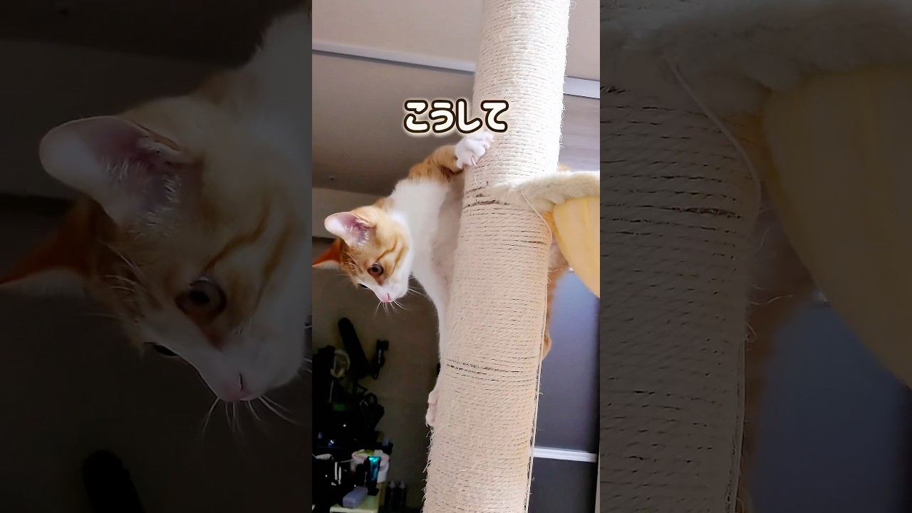 生後6ヶ月子猫のハンモックの降り方講座#cat #猫 #保護猫