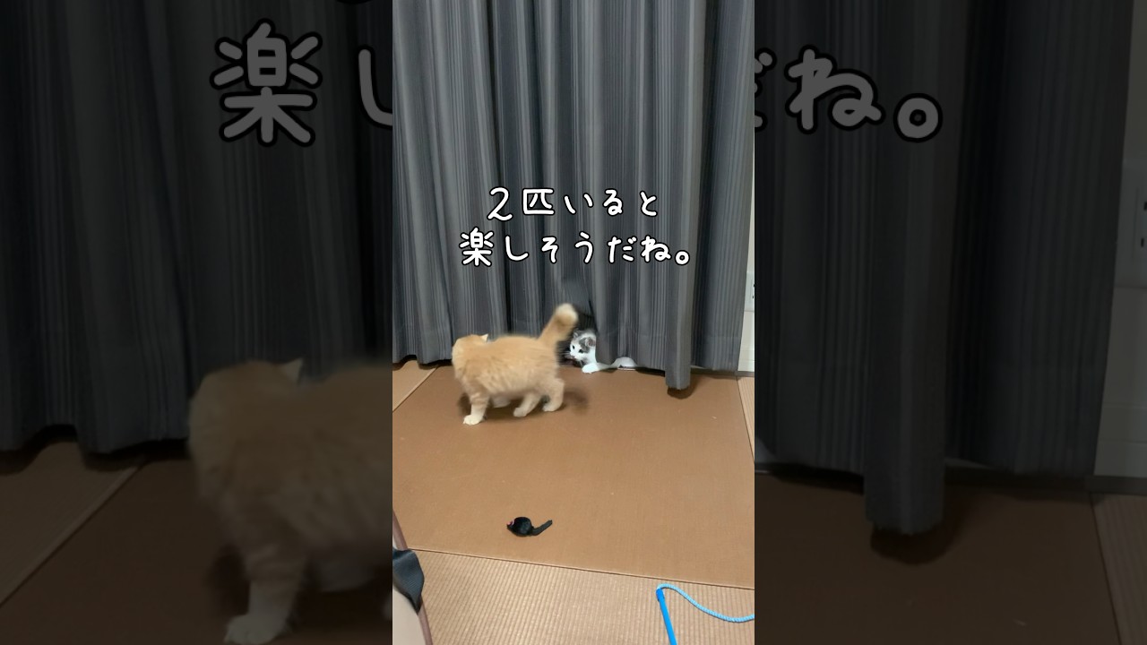 ノルウェージャンフォレストキャットとサイベリアンの子猫は仲良しです