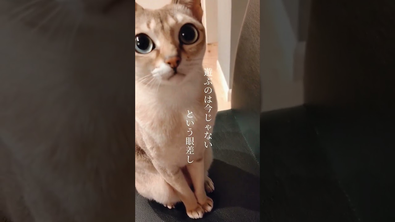 猫の気分で動く人生【シンガプーラ】#shorts