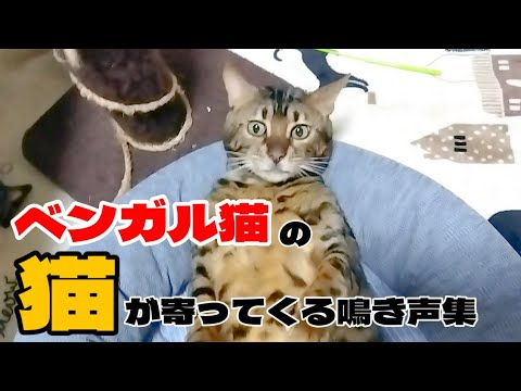 【ベンガル猫】ベンガル猫の猫が寄ってくる鳴き声集
