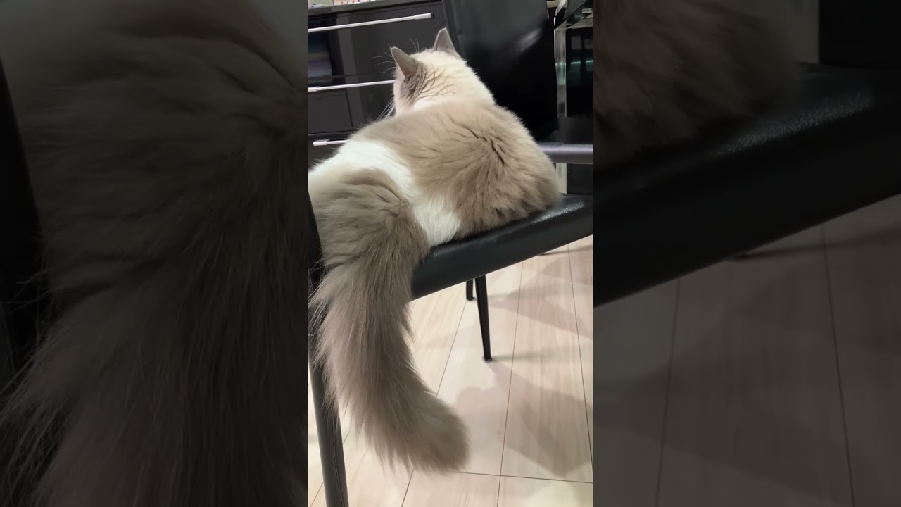 ラグドールの長くて立派な尻尾　#猫尻尾　#ラグドール  #cat  #cats  #猫のいる暮らし  #ragdoll  #ラグドール  #ragdolls  #ragdollshorts