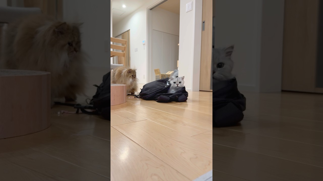リュックでテンションが上がる猫 【サイベリアン】 #Shorts