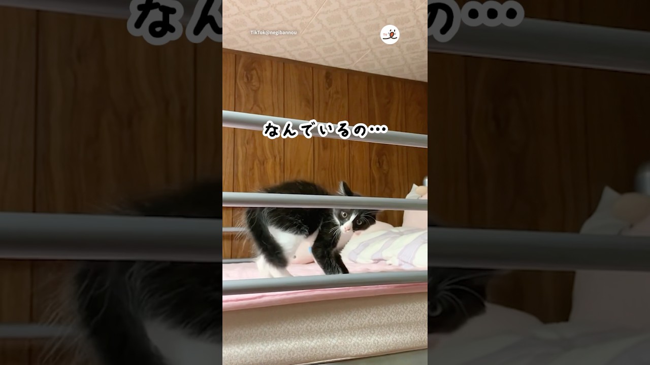 威嚇しないで😂｜PECO