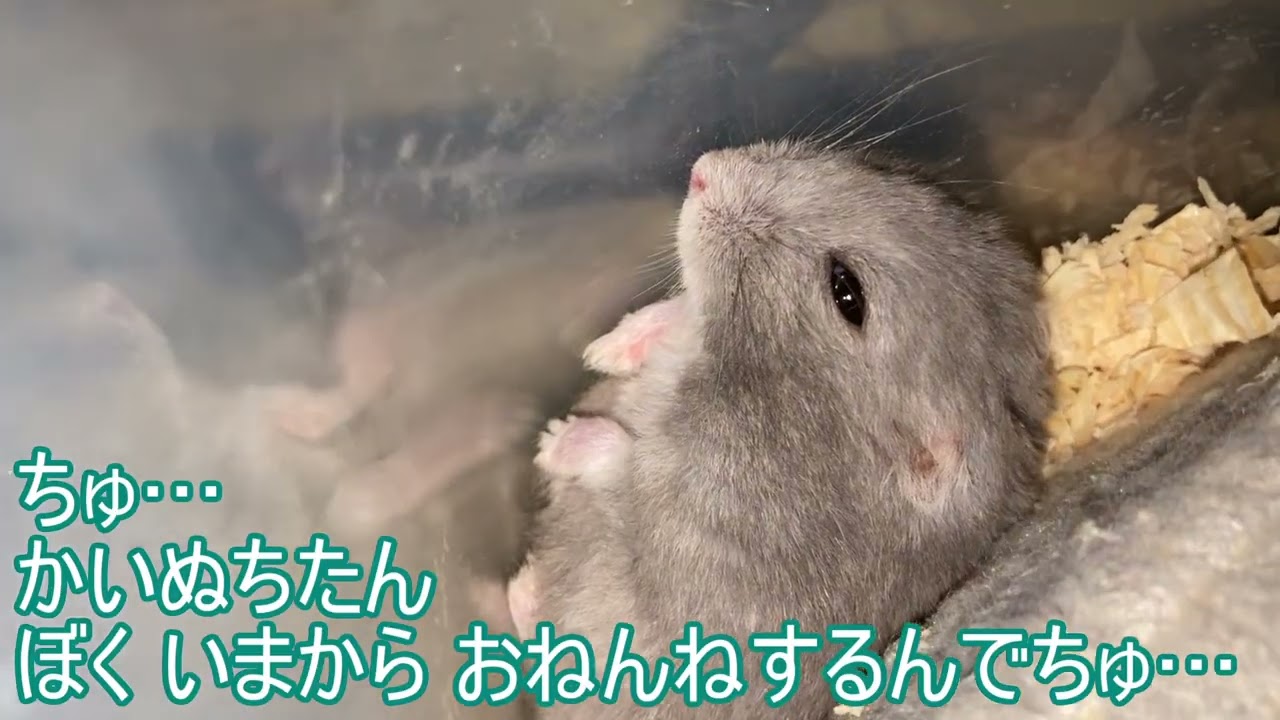 【ハムスター】お家の裏にいる ごまめちゃん～ジャンガリアンハムスター～