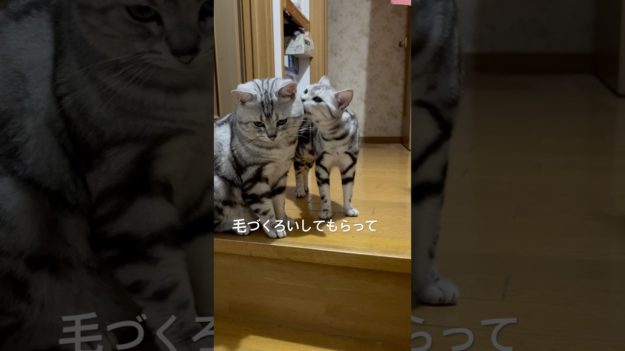 猫夫婦の日常#アメショ#アメリカンショートヘア#子猫#猫の日常#cat#cats