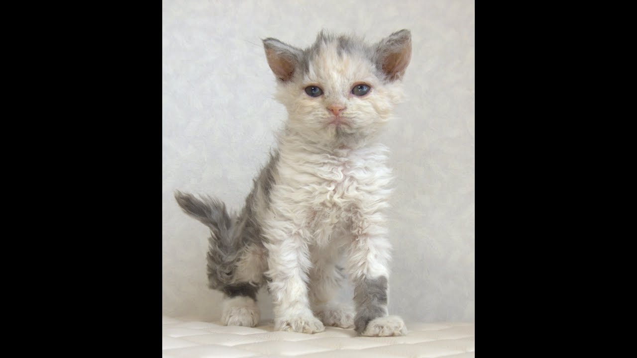 セルカークレックス子猫　Selkirk Rex　2025.4.12産まれ　ダイリュートキャリコ　巻き毛　女の子　シーダキャット猫のお店
