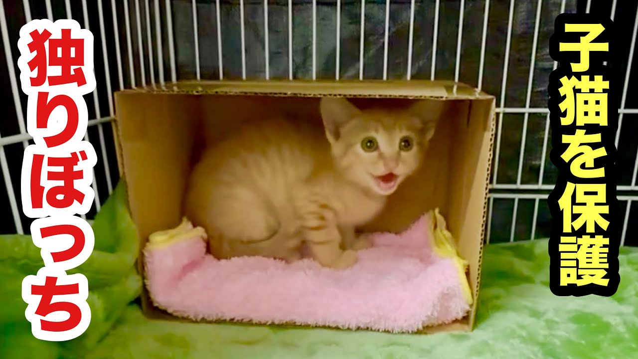 エンジンルームに入り込んだ子猫を保護しました