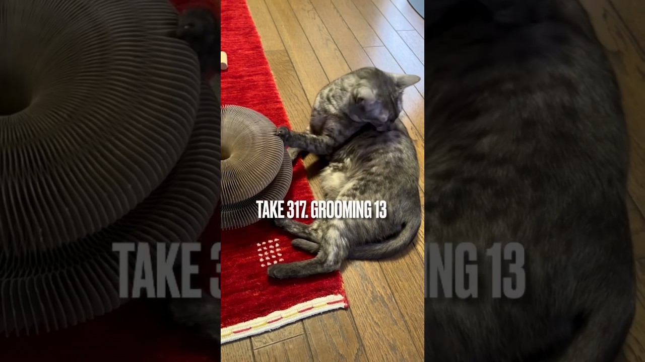 お気に入りの#マジックオルガン おもちゃで遊びながら#グルーミング にゃ❗️#遊ぶ猫 #playingcat #grooming #エジプシャンマウ #egyptianmau #shorts