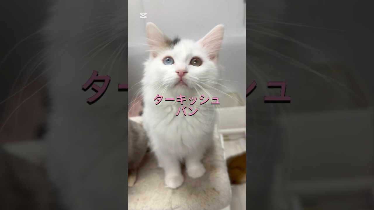 トルコの秘宝「ターキッシュバン」　#ネコスタグラム #猫のいる暮らし  #cat  #珍しい猫種  @kichifrost