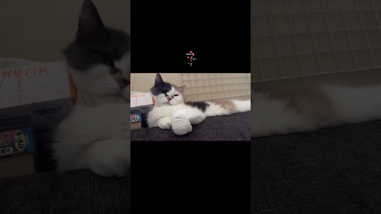 寛ぐ猫2025.6.15#立ち耳スコティッシュフォールド #ねこ#ねこのいる生活 #ねこ動画 #ねこのいる暮らし #ねこ好き #ねこのいる日常