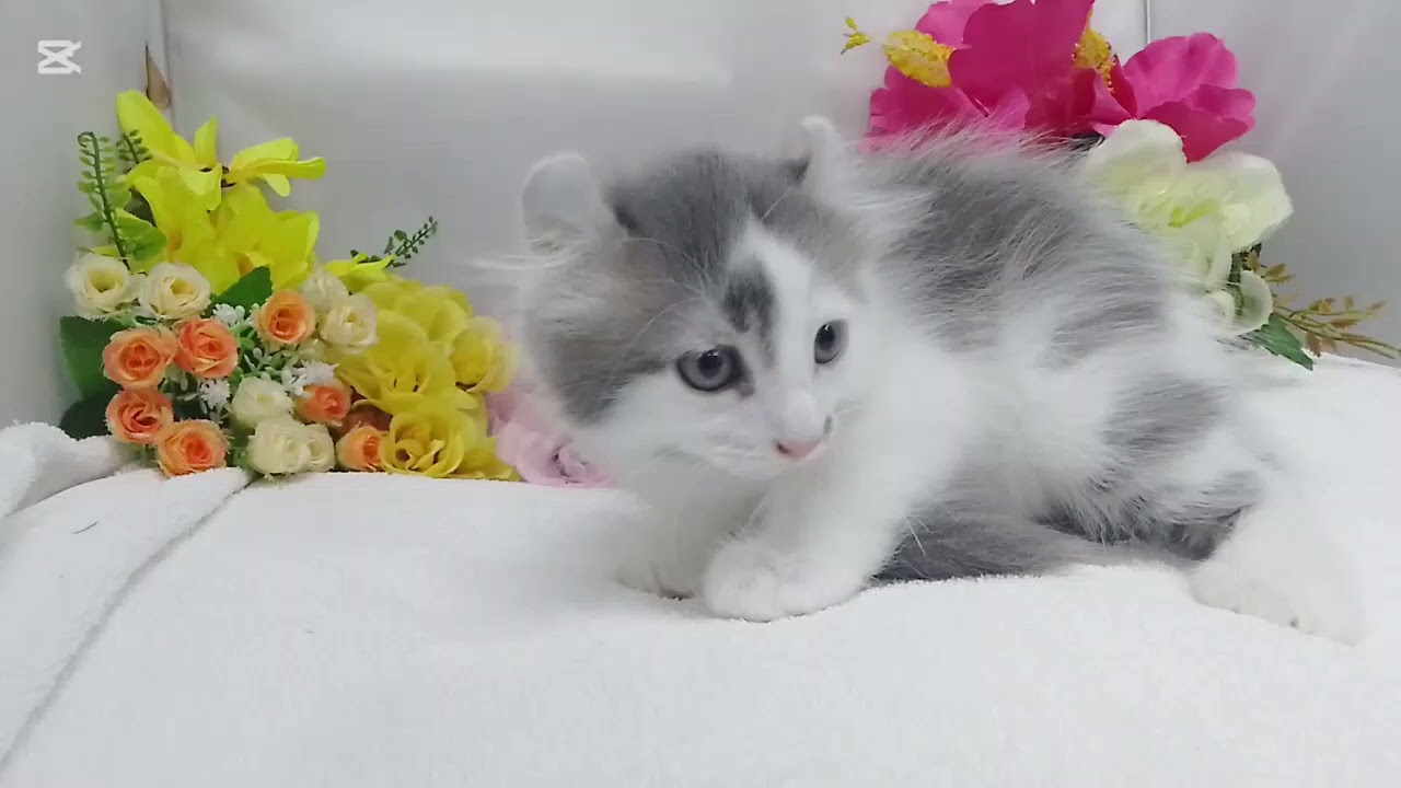 アメリカンカール/宮城ペットショップ/仙台市/岩沼市/子猫