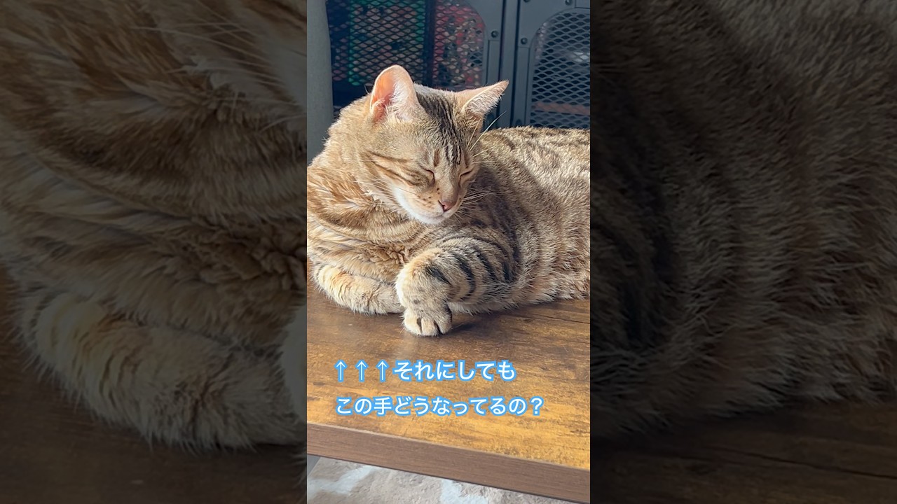 猫の手ってどうなってるの？？#shorts #cat #子ネコ #猫のいる暮らし #猫のいる生活 #ねこ #ねこのいる暮らし #猫好きさんと繋がりたい #ベンガル猫 #ベンガル