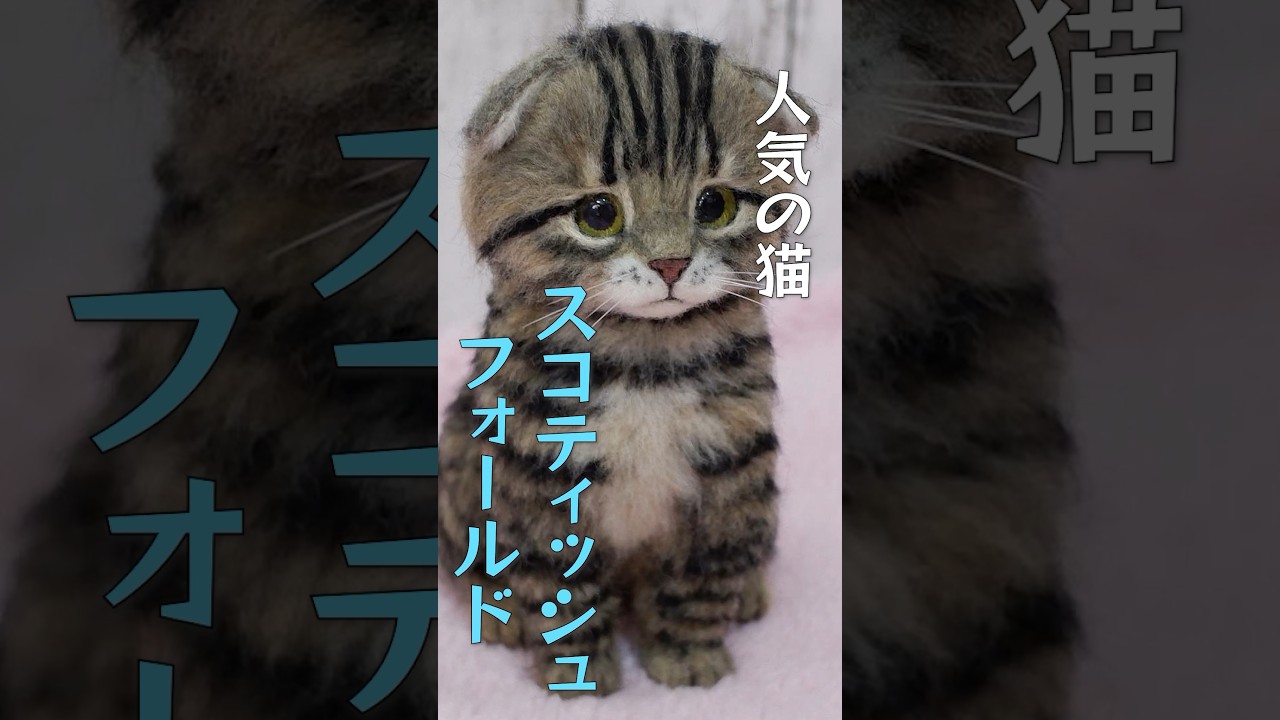 人気と倫理の猫「スコティッシュフォールド」🐈