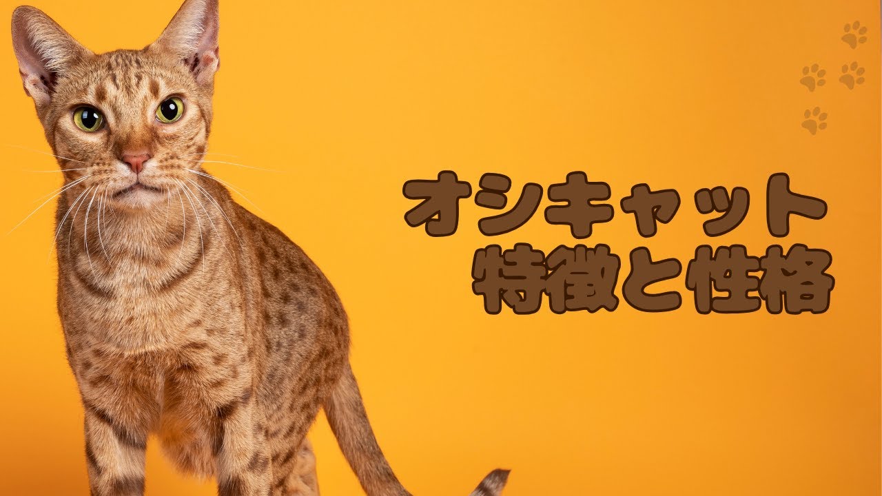 オシキャットの特徴と性格【#ChatGPT3.5 #CANVA #Vrew #オシキャット #猫 】