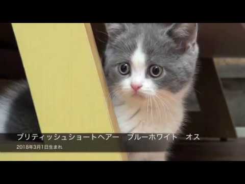 ブリティッシュショートヘアー　ブルーホワイト　オス　2018年3月1日生まれ