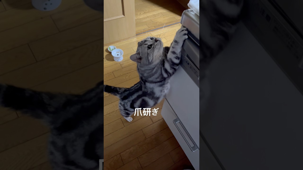 爪研ぎできたの？#アメショ#アメリカンショートヘア#猫の日常#cat#cats#子猫