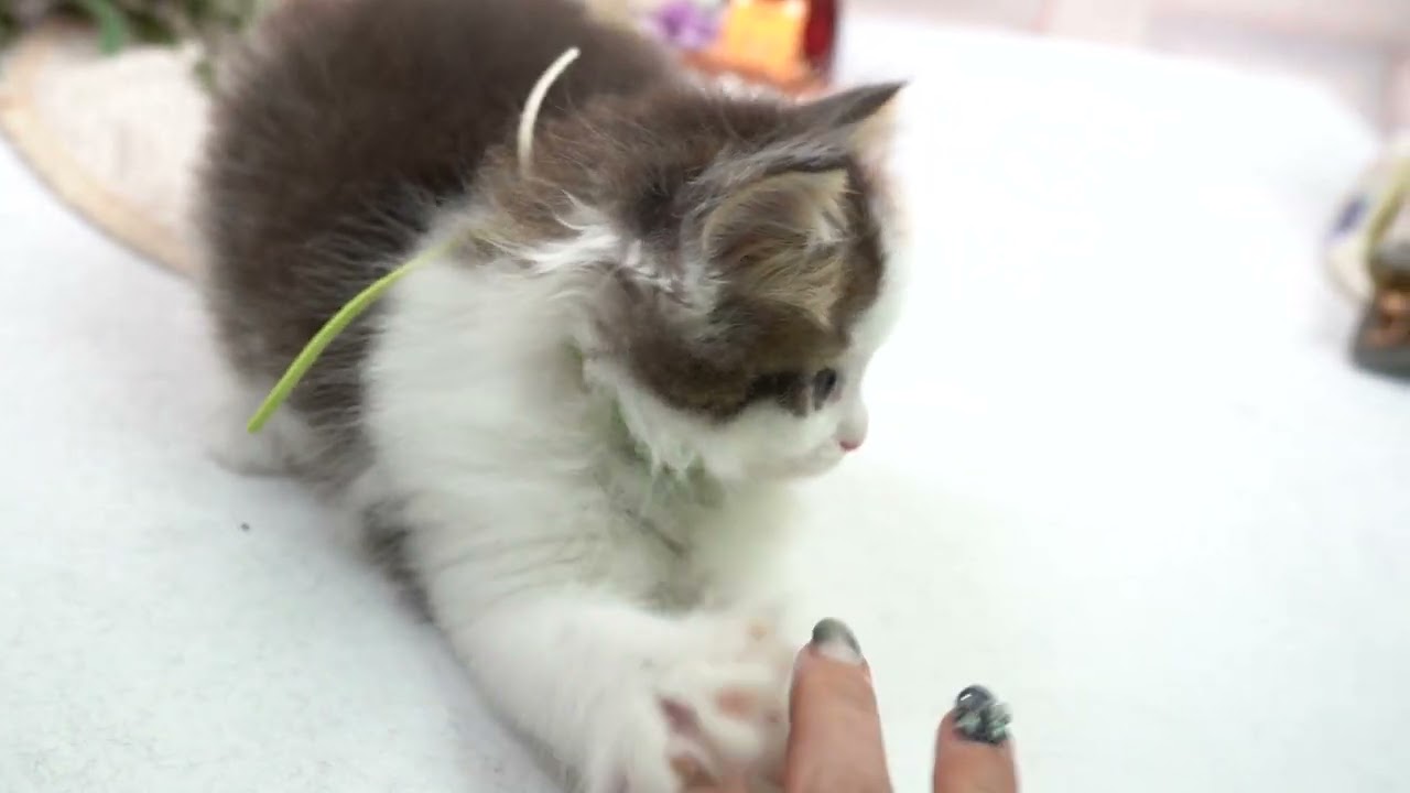 ノルウェージャンフォレストキャットの男の子☆