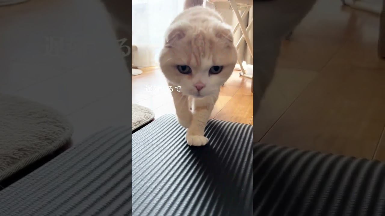 今週も頑張りましょう #猫のいる暮らし #cat #スコティッシュフォールド