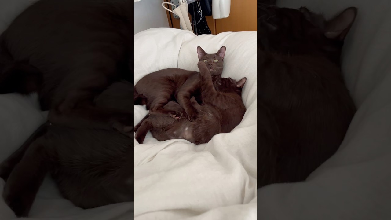 ハバナブラウン