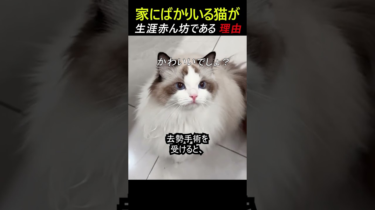 家にだけいる猫が 生涯赤ん坊である理由