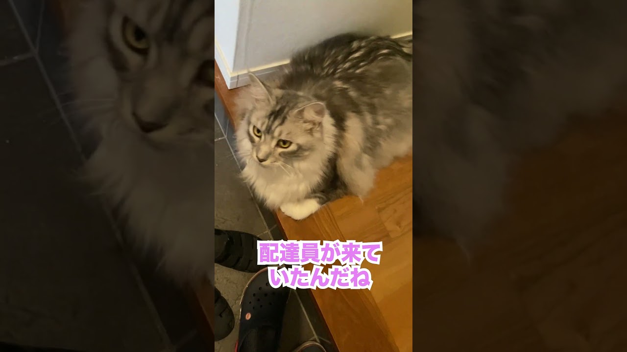玄関に荷物が届いたことを教えてくれる大型猫#メインクーン#shorts