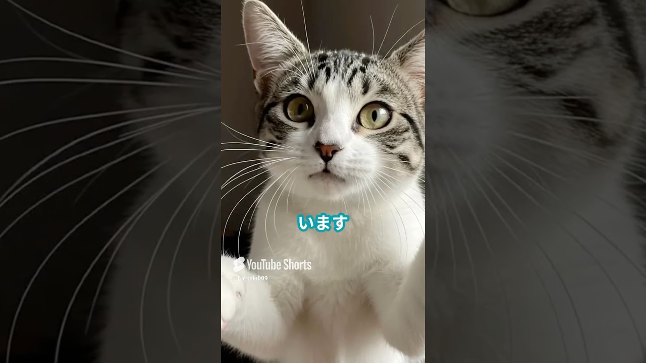 キジトラ猫の魅力