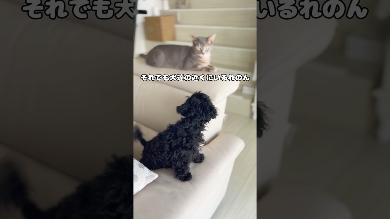 子犬に教育的指導をする猫 #アビシニアン #cat #ロシアンブルー