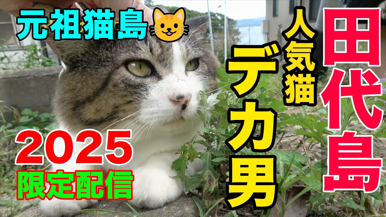 2025 期間限定配信・田代島の猫たち