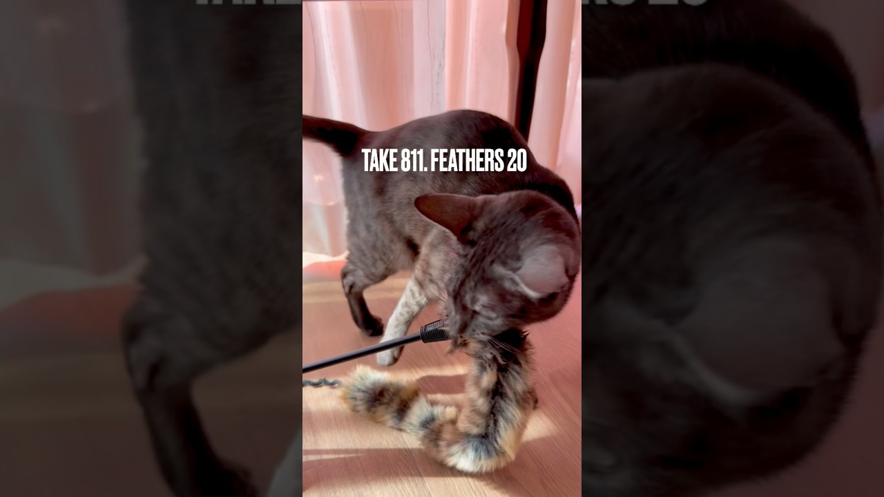 #猫じゃらし咥えて #鳴き続ける猫 #猫鳴き声 #egyptianmaucat #エジプシャンマウ #エジプシャンマウの仲間たち #エジプシャンマウスモーク #shorts